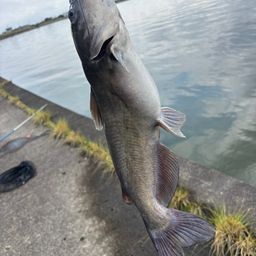 アメリカナマズ