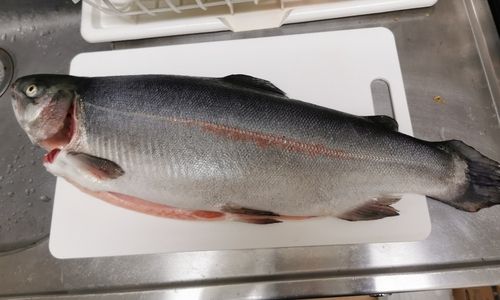 ニジマスの釣果