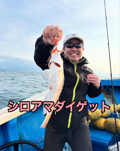 シロアマダイの釣果