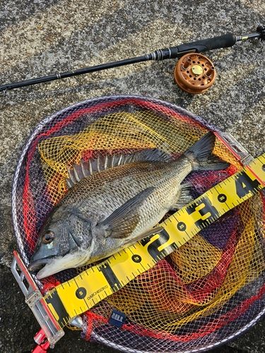 クロダイの釣果