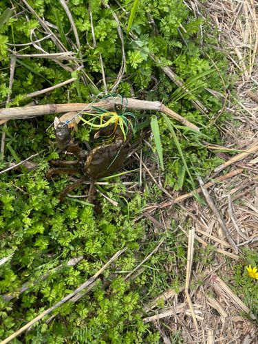 カニの釣果