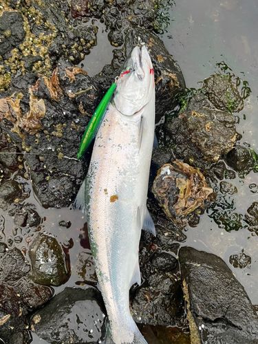 サクラマスの釣果