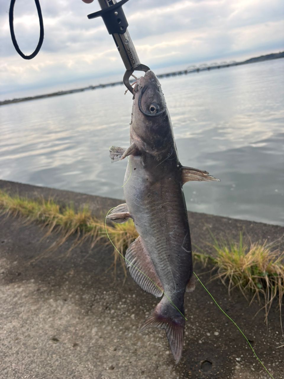 アメリカナマズ