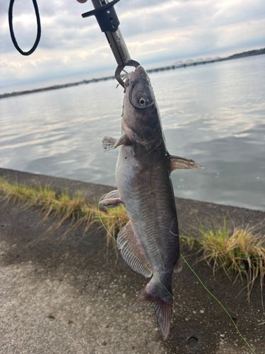 アメリカナマズの釣果