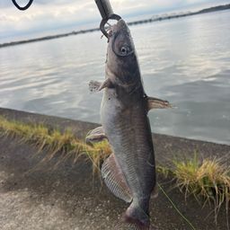 アメリカナマズ