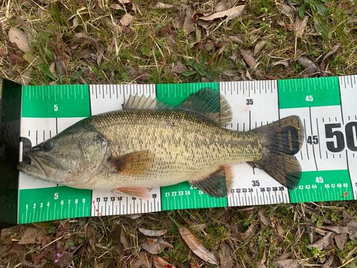 ブラックバスの釣果