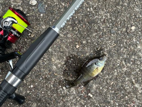 ブルーギルの釣果