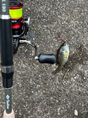 ブルーギルの釣果