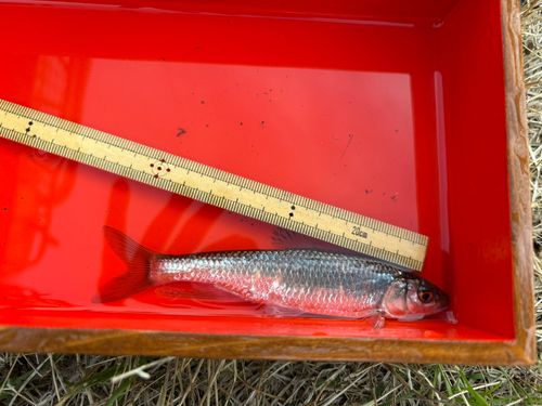 オイカワの釣果