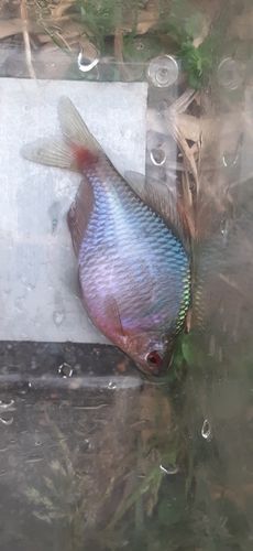 タイリクバラタナゴの釣果