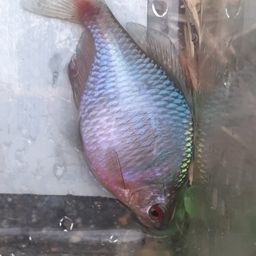 タイリクバラタナゴ