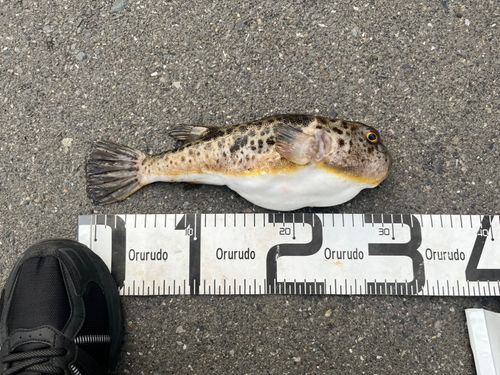 アカメフグの釣果