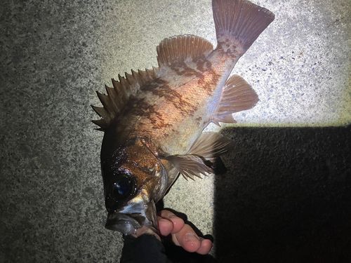 メバルの釣果