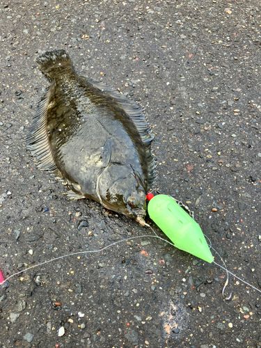 クロガシラガレイの釣果