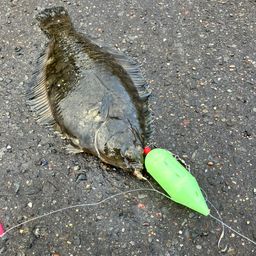 クロガシラガレイ