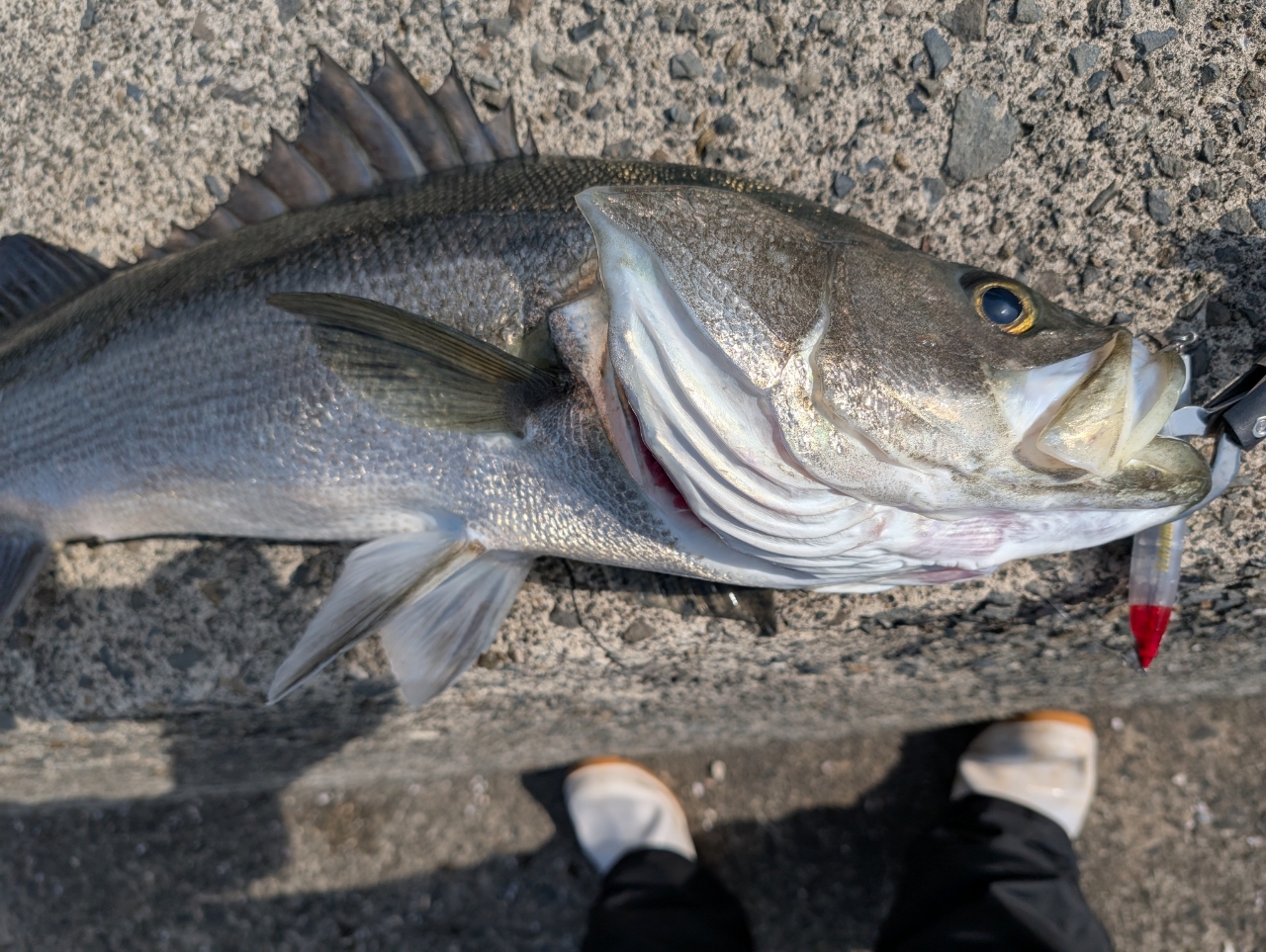 SHIMANO 23ディアルーナ B96Mの最安値・インプレ・釣果 | 本音の