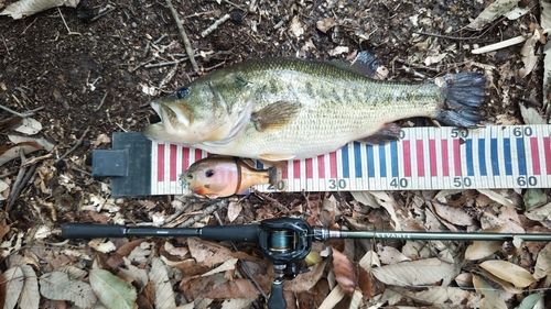 ブラックバスの釣果