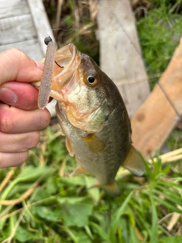 ブラックバスの釣果