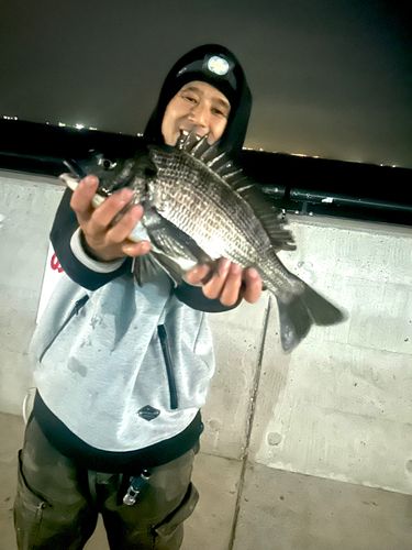 チヌの釣果