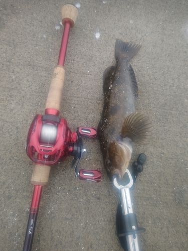 アブラコの釣果