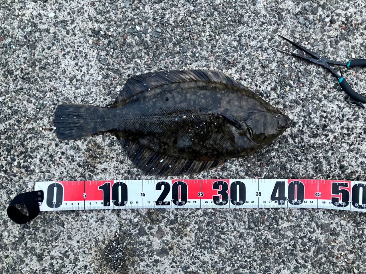 クロガシラガレイ