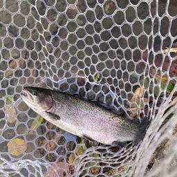 レインボートラウト