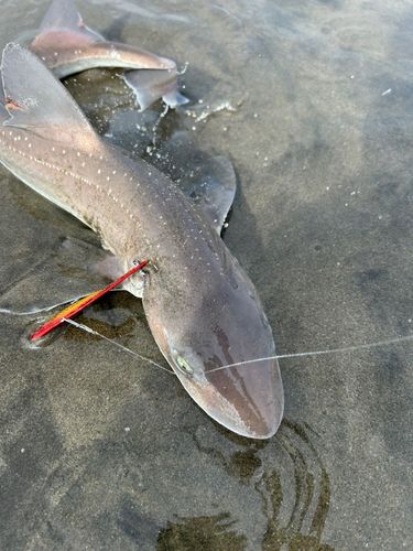 ホシザメの釣果