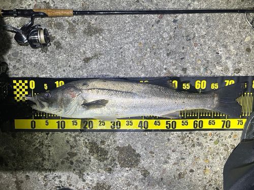 シーバスの釣果