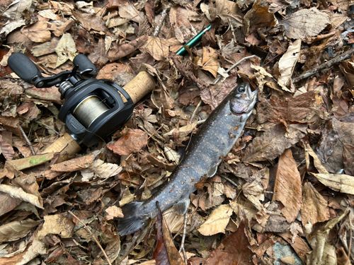 イワナの釣果