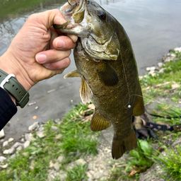 スモールマウスバス