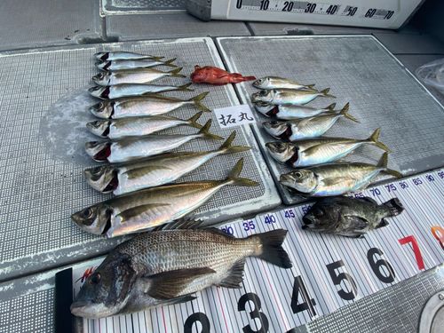 クロダイの釣果