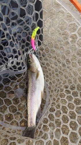 ニジマスの釣果
