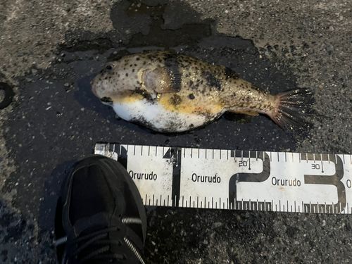 アカメフグの釣果