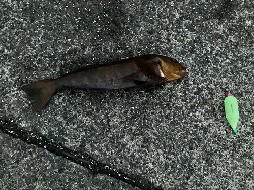 アブラコ