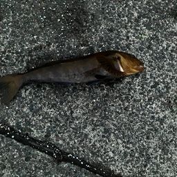 アブラコ
