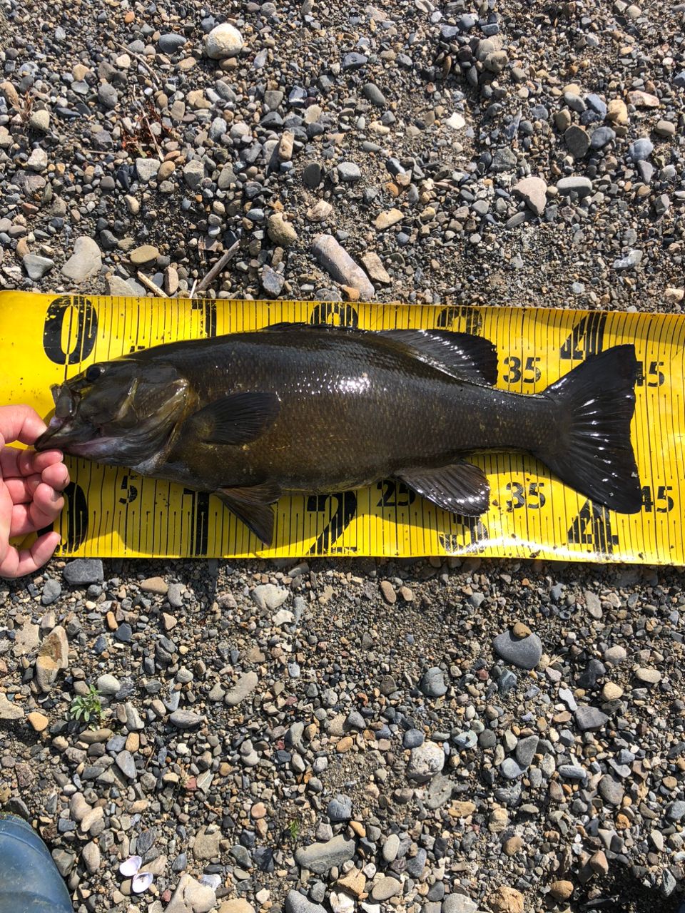 スモールマウスバス