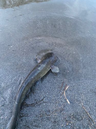 ナマズ