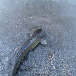 ナマズ