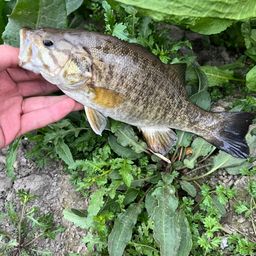 スモールマウスバス