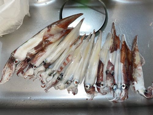 ヤリイカの釣果