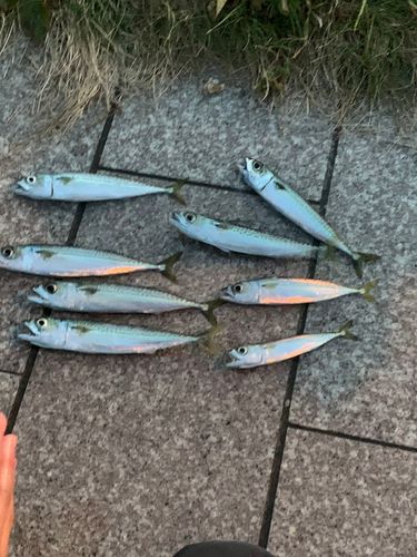 サバの釣果