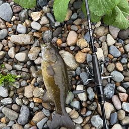 スモールマウスバス