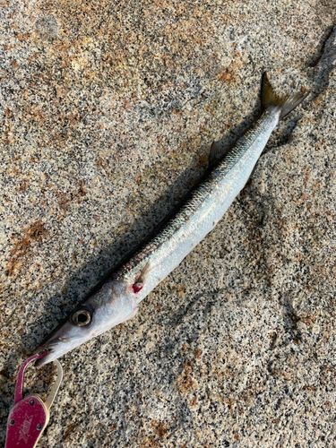 タイワンカマスの釣果