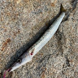 タイワンカマス