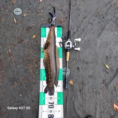 ライギョの釣果