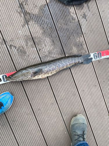 ブラックバスの釣果