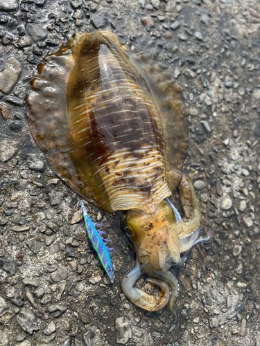 アオリイカの釣果