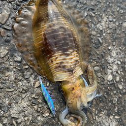 アオリイカ
