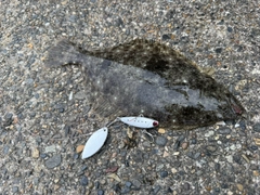 ソゲの釣果