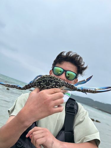 ワタリガニの釣果